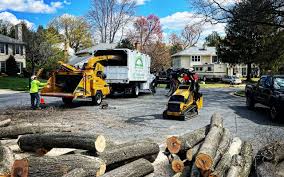 Best Tree Maintenance Programs  in Lombard, IL